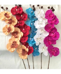 Küçük Pastel Orkide